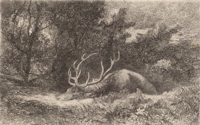 Szarvas a la Reposee. alkotó: Karl Bodmer