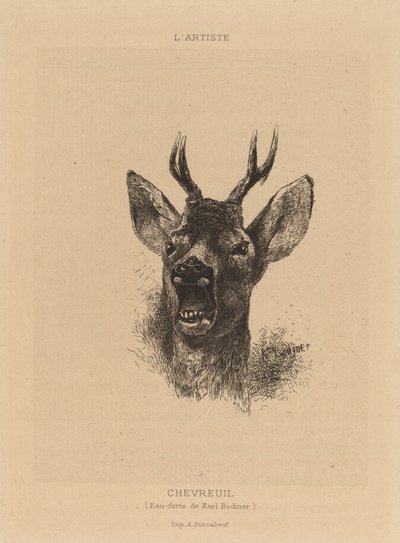 Szarvas. alkotó: Karl Bodmer
