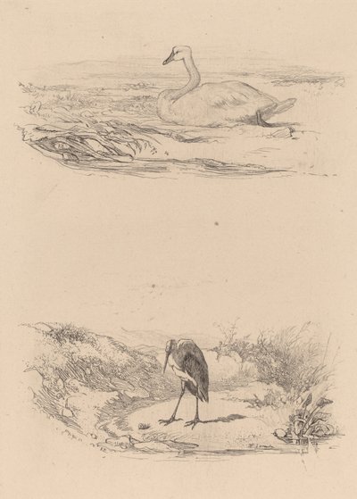 Hattyú, gém. alkotó: Karl Bodmer