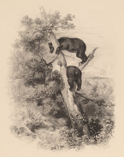 Két Medve. alkotó: Karl Bodmer