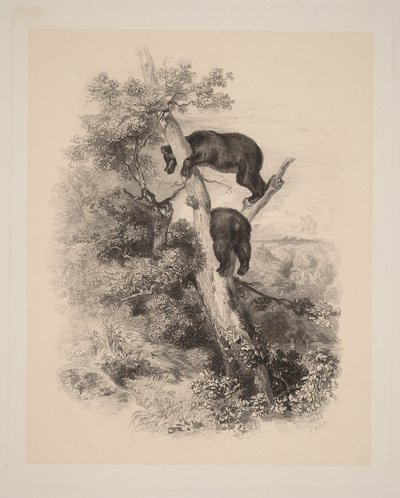 Két medve alkotó: Karl Bodmer