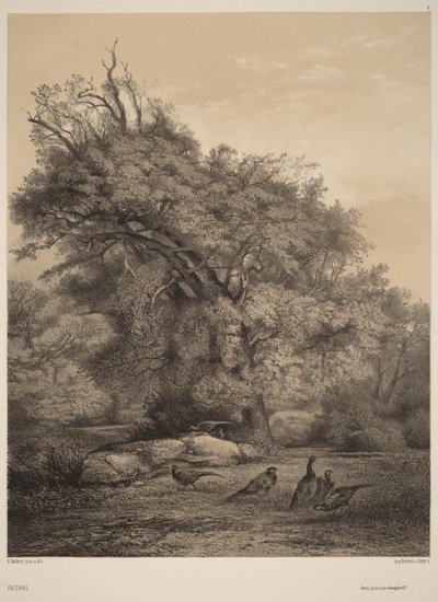 Fácánok alkotó: Karl Bodmer