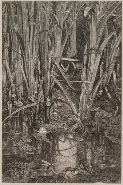Békák a mocsárban alkotó: Karl Bodmer