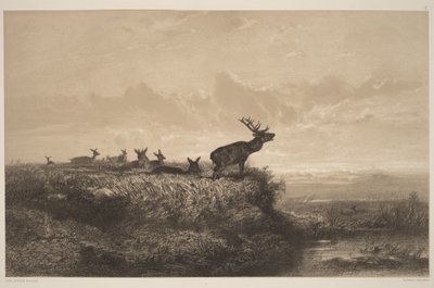 Reggel. Szarvasbika és szarvastehenek alkotó: Karl Bodmer
