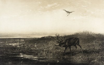 Este: szarvas és gémek alkotó: Karl Bodmer