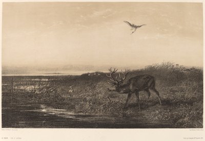 Este. Szarvasok és gémek. alkotó: Karl Bodmer