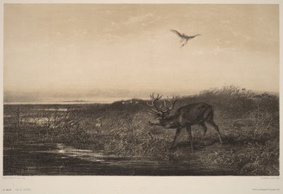 Az este - Szarvas és gémek alkotó: Karl Bodmer