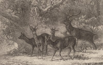 A csorda. alkotó: Karl Bodmer