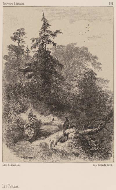 A fácánok. alkotó: Karl Bodmer
