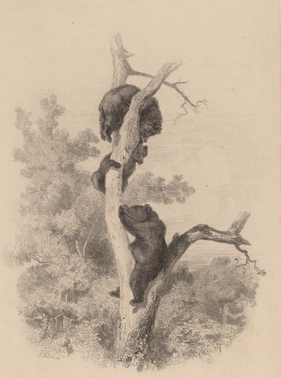 A Medvék. alkotó: Karl Bodmer