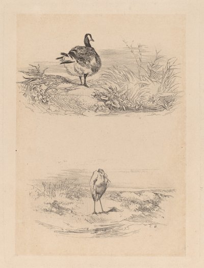 Jaj, Heron alkotó: Karl Bodmer