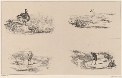Libák, hattyúk, gémek. alkotó: Karl Bodmer