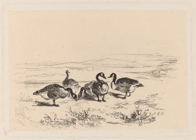 barna libák alkotó: Karl Bodmer