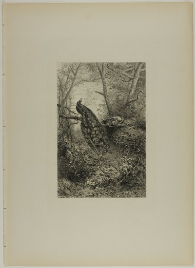 Pávák egy ágon alkotó: Karl Bodmer