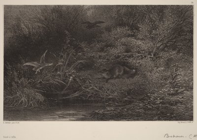 Lesben álló róka alkotó: Karl Bodmer