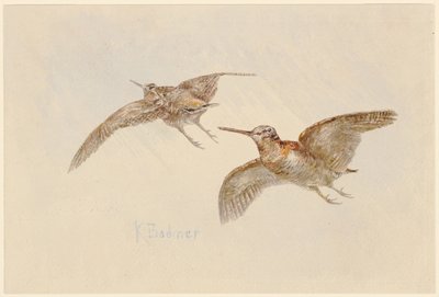 Repülő szalonkák alkotó: Karl Bodmer