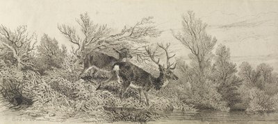 Szarvas az erdőben alkotó: Karl Bodmer