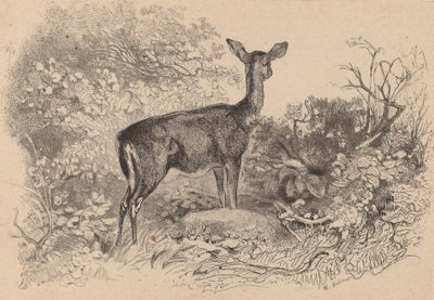 Egy őzike. alkotó: Karl Bodmer