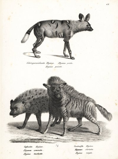 Afrikai vadkutya, Lycaon pictus, veszélyeztetett, foltos hiéna, Crocuta crocuta és csíkos hiéna, Hyaena hyaena. Karl Joseph Brodtmann litográfiája Heinrich Rudolf Schinz Emberek és állatok illusztrált természettörténetéből alkotó: Karl Joseph Brodtmann