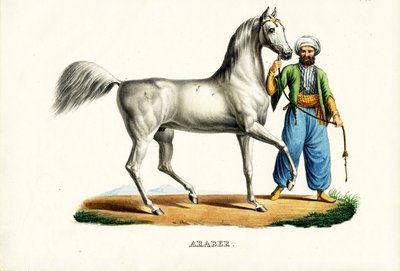 Arab ló, 1824 alkotó: Karl Joseph Brodtmann