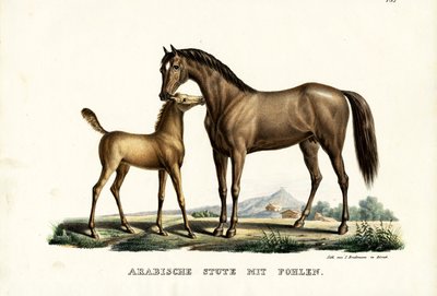 Arab ló tyúkkal, 1824 alkotó: Karl Joseph Brodtmann