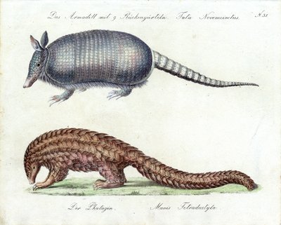 Armadillo és pangolin (nyomtatás) alkotó: Karl Joseph Brodtmann