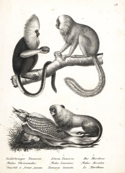 Buffy fejű selyemmajd, Callithrix flaviceps (veszélyeztetett) 1, és aranyoroszlán tamarin, Leontopithecus rosalia (veszélyeztetett) 2,3. Karl Joseph Brodtmann litográfiája Heinrich Rudolf Schinz Emberek és állatok illusztrált természettörténetéből alkotó: Karl Joseph Brodtmann