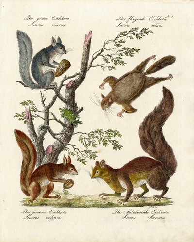  alkotó: Karl Joseph Brodtmann