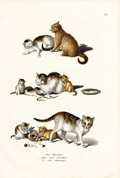 Házi macskák, 1824 alkotó: Karl Joseph Brodtmann