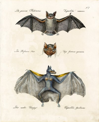  alkotó: Karl Joseph Brodtmann