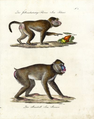  alkotó: Karl Joseph Brodtmann