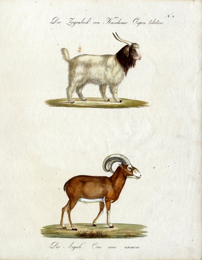  alkotó: Karl Joseph Brodtmann