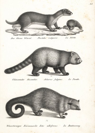 Legkisebb menyét, Mustela nivalis 1, vörös panda, Ailurus fulgens 2, sebezhető, és medvemacska, Arctictis binturong 3, sebezhető. Karl Joseph Brodtmann litográfiája Heinrich Rudolf Schinz Emberek és állatok illusztrált természettörténetéből alkotó: Karl Joseph Brodtmann
