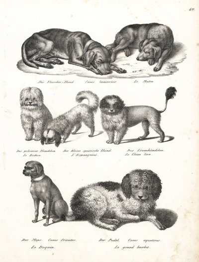 Lurcher vagy matin kutya, Canis laniarius, bichon, spanyol kutya, csau csau, mopsz kutya, Canis fricator és uszkár vagy vízi vadászkutya, Canis aquaticus. Karl Joseph Brodtmann litográfiája Heinrich Rudolf Schinz Illusztrált természettörténete az emberekrő alkotó: Karl Joseph Brodtmann