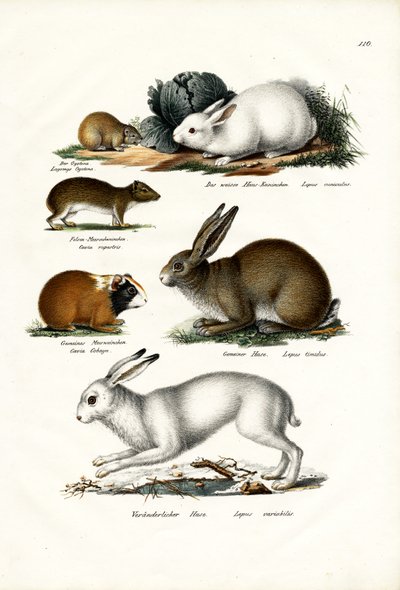Ogotona Hare, 1824 alkotó: Karl Joseph Brodtmann