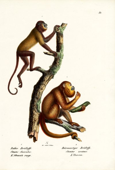 Red Howler Monkeys, 1824 alkotó: Karl Joseph Brodtmann