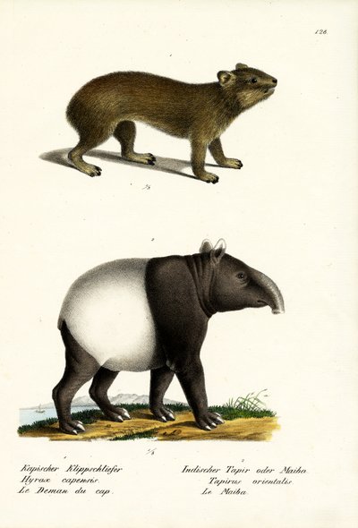 Rock Hyrax, 1824 alkotó: Karl Joseph Brodtmann