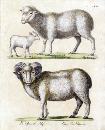  alkotó: Karl Joseph Brodtmann