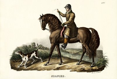 Spanyol vadász ló, 1824 alkotó: Karl Joseph Brodtmann