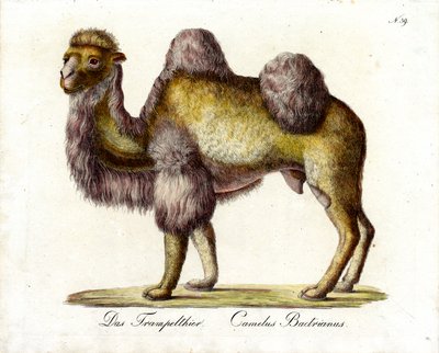  alkotó: Karl Joseph Brodtmann