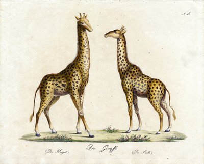  alkotó: Karl Joseph Brodtmann