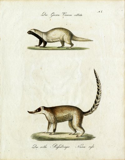 A Grison és a Coati (nyomtatás) alkotó: Karl Joseph Brodtmann