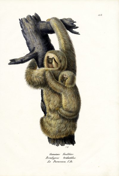 Háromujjú lajhár, 1824 alkotó: Karl Joseph Brodtmann