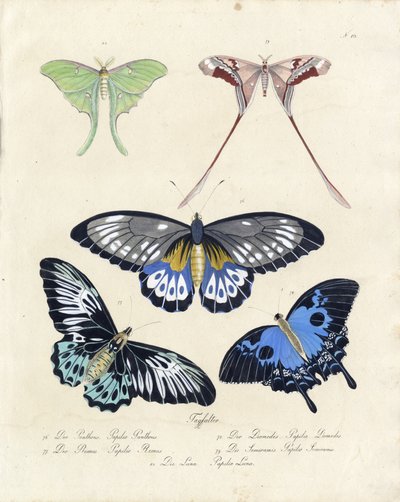  alkotó: Karl Joseph Brodtmann