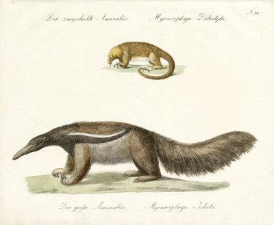 Kétujjú és óriás hangyász (nyomtatás) alkotó: Karl Joseph Brodtmann