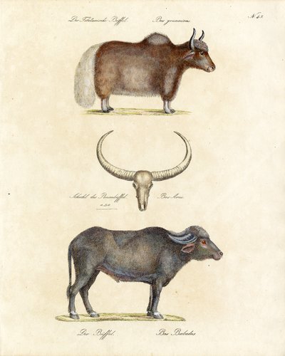  alkotó: Karl Joseph Brodtmann
