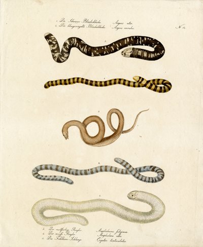  alkotó: Karl Joseph Brodtmann