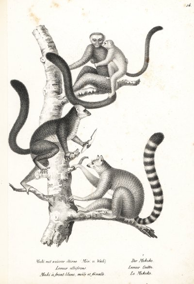 Fehérfejű makik, Eulemur albifrons, hím és nőstény, veszélyeztetett 1, és gyűrűsfarkú makik, Lemur catta, veszélyeztetett 2. Karl Joseph Brodtmann litográfiája Heinrich Rudolf Schinz Illustrated Natural History of Men and Animals című művéből alkotó: Karl Joseph Brodtmann