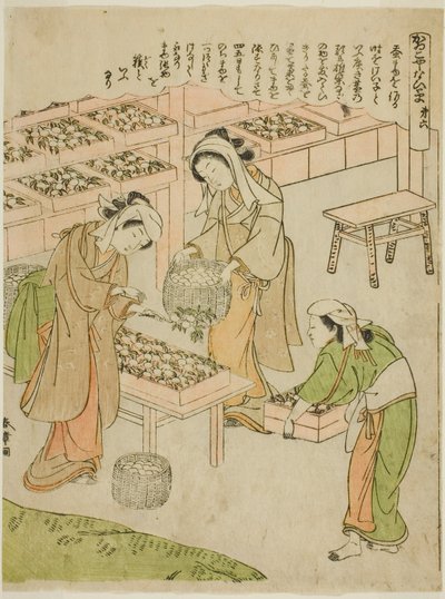 6. tábla (Az újonnan fonott gubók vizsgálata), a "Kaiko Yashinai-gusa" sorozatból alkotó: Katsukawa Shunsho