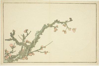 Virágzó szilvafa, Hokusai valósághű festményeinek képeskönyvéből (Hokusai shashin gafu) alkotó: Katsushika Hokusai